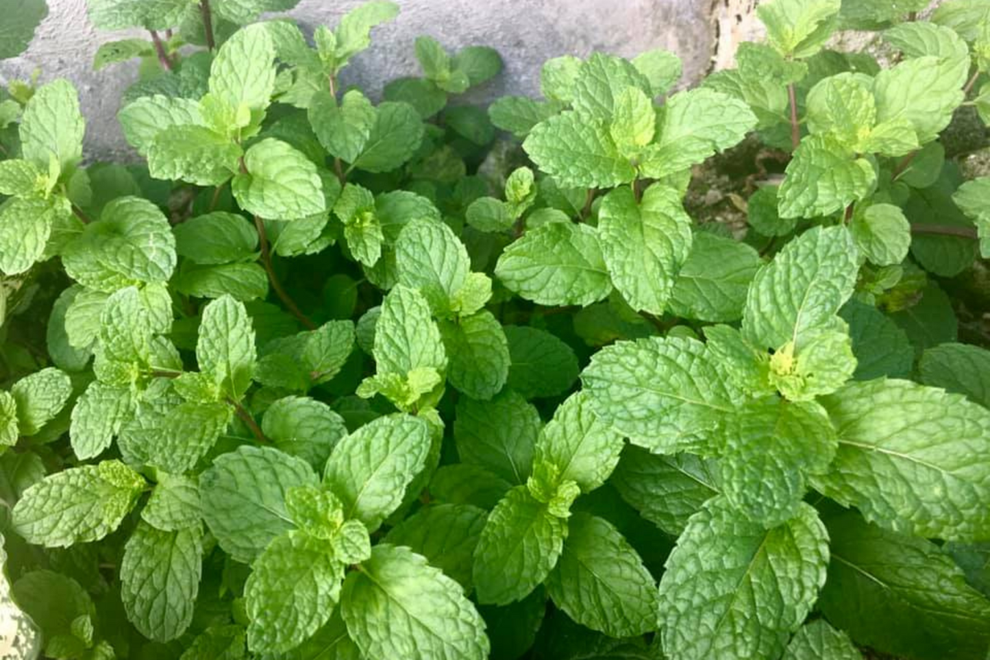 Peppermint Tea - digestion, sleep, stress, headaches