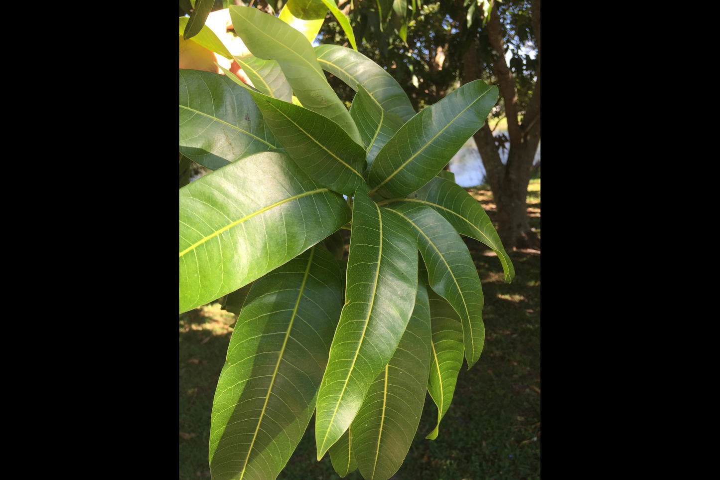 Mango Leaf Tonic - digestion, diabetes, blood pressure